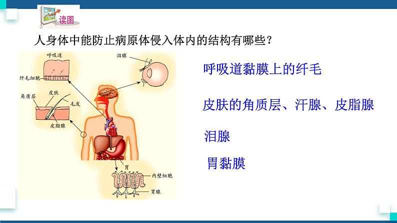 浙教版九下科学  3.3身体的防卫（课件+预习案+练习+视频）04