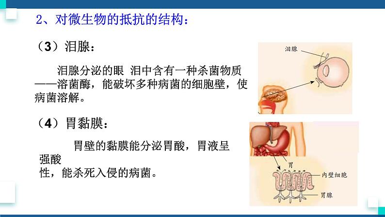 浙教版九下科学  3.3身体的防卫（课件+预习案+练习+视频）07