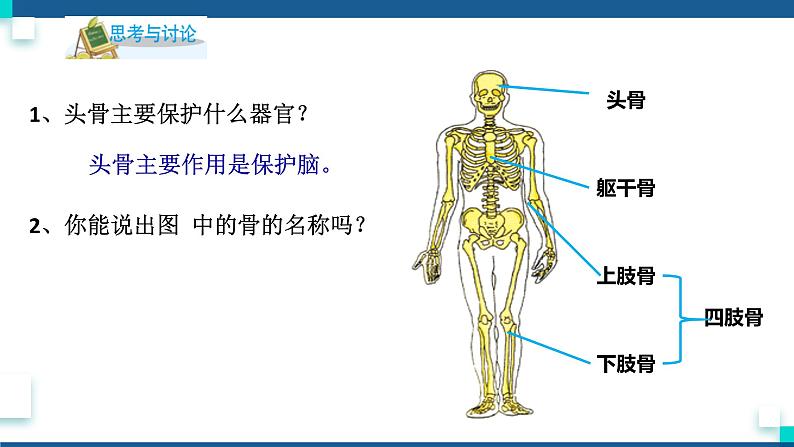 浙教版九下科学  3.5人的运动系统和保健 第1课时（课件+预习案+练习+视频）04