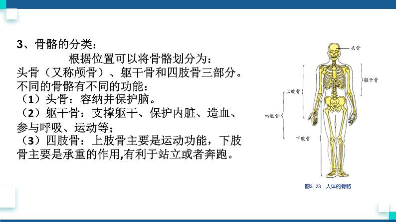 浙教版九下科学  3.5人的运动系统和保健 第1课时（课件+预习案+练习+视频）05