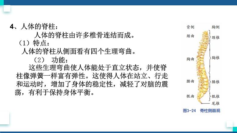 浙教版九下科学  3.5人的运动系统和保健 第1课时（课件+预习案+练习+视频）06