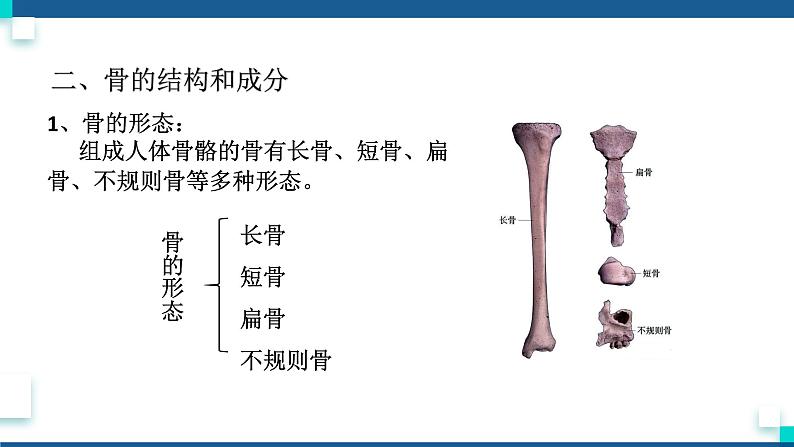 浙教版九下科学  3.5人的运动系统和保健 第1课时（课件+预习案+练习+视频）07