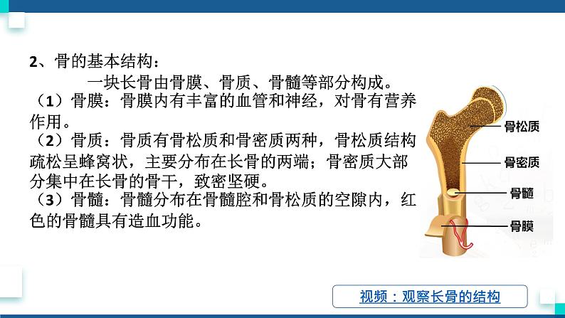 浙教版九下科学  3.5人的运动系统和保健 第1课时（课件+预习案+练习+视频）08