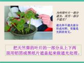 7.3.1绿色植物如何获取能量-初中科学  牛津上海版  六年级下册课件