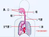 7.4.2人类的呼吸-初中科学  牛津上海版  六年级下册   （课件+视频）