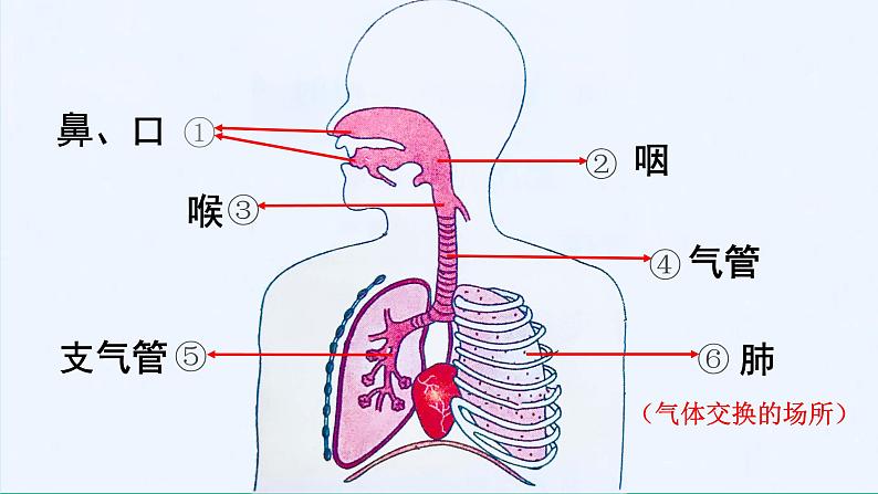 7.4.2人类的呼吸-初中科学  牛津上海版  六年级下册   （课件+视频）05