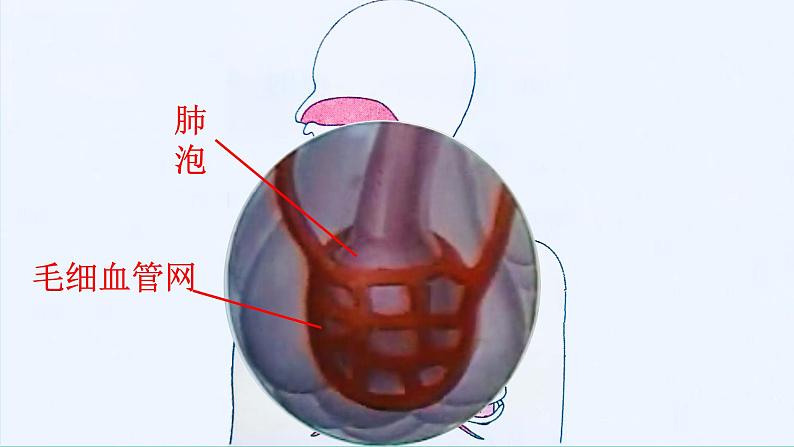 7.4.2人类的呼吸-初中科学  牛津上海版  六年级下册   （课件+视频）08