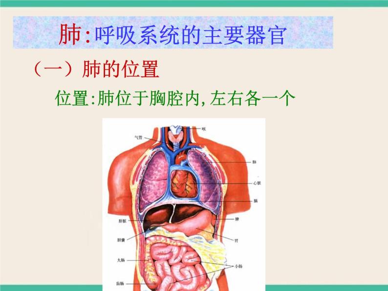 第7章 空气与生命  动植物与大气间的气体交换  人类的呼吸-初中科学  牛津上海版  六年级下册课件04