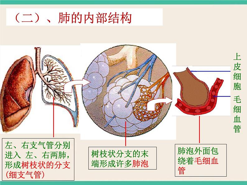 第7章 空气与生命  动植物与大气间的气体交换  人类的呼吸-初中科学  牛津上海版  六年级下册课件05