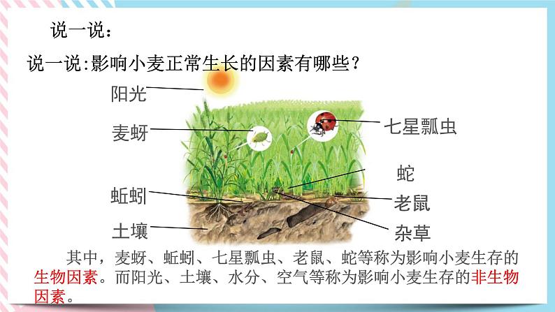 ZJ版九下科学2.1生物与环境的相互关系（课件+预习案+练习）04