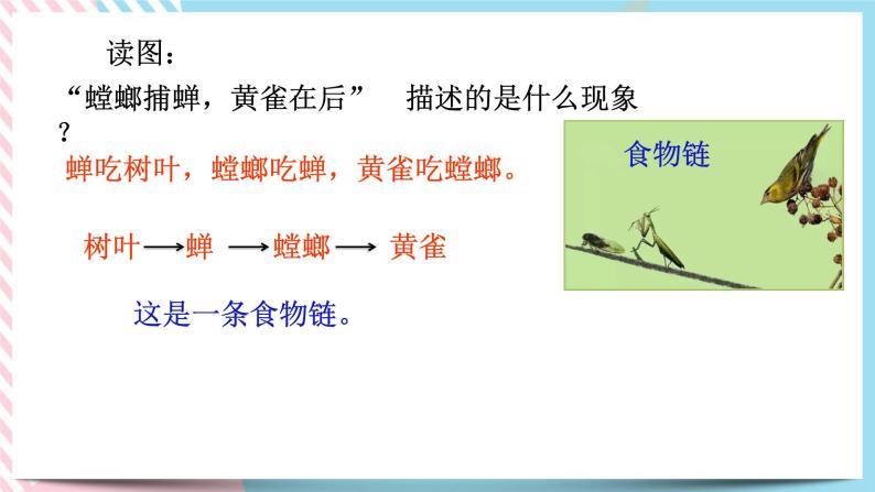 ZJ版九下科学2.4生态系统的结构和功能 第2课时（课件+预习案+练习）04