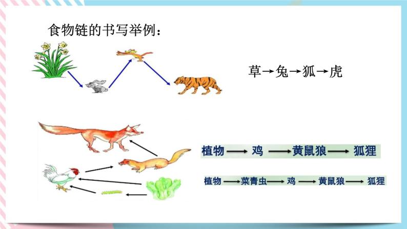 ZJ版九下科学2.4生态系统的结构和功能 第2课时（课件+预习案+练习）08