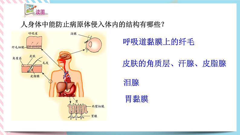 ZJ版九下科学3.3身体的防卫 第1课时（课件+预习案+练习）04