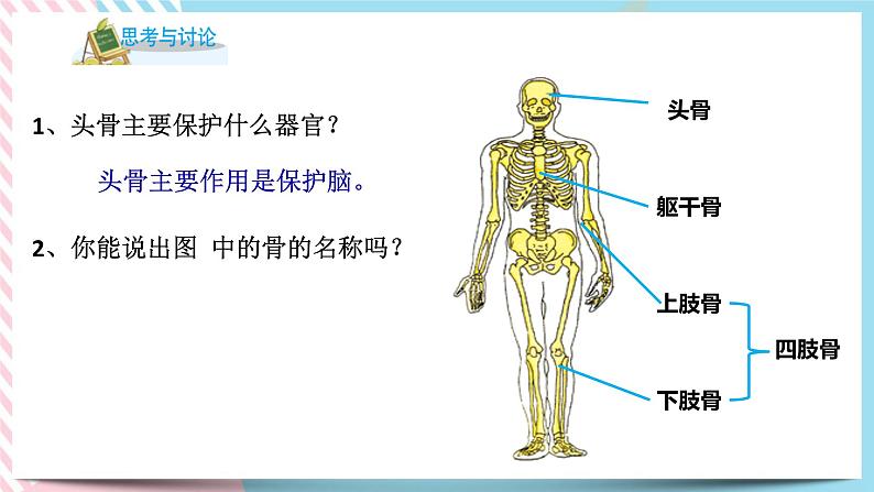 ZJ版九下科学3.5人的运动系统和保健 第1课时（课件+预习案+练习）04