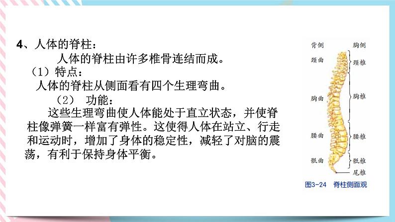 ZJ版九下科学3.5人的运动系统和保健 第1课时（课件+预习案+练习）06