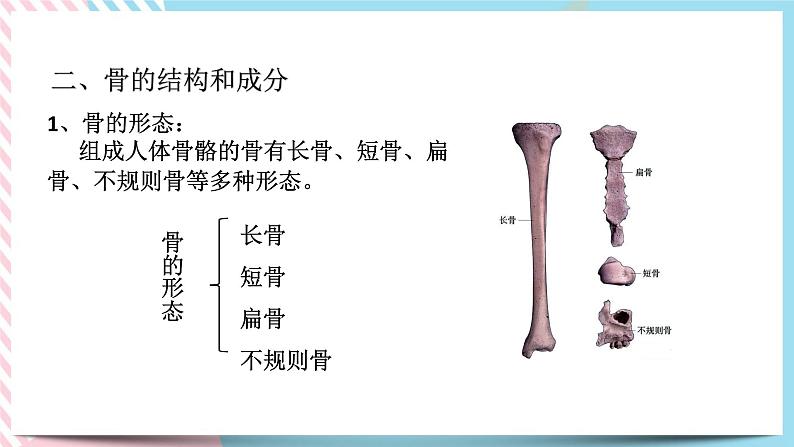 ZJ版九下科学3.5人的运动系统和保健 第1课时（课件+预习案+练习）07