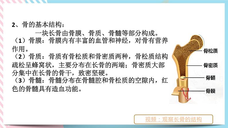 ZJ版九下科学3.5人的运动系统和保健 第1课时（课件+预习案+练习）08