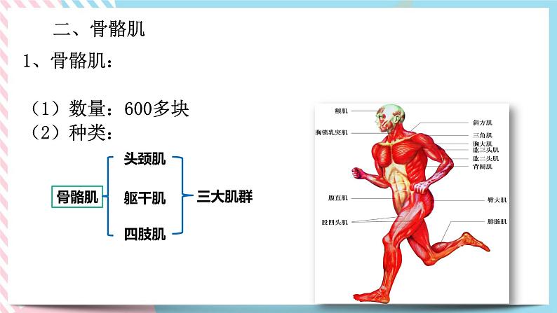 ZJ版九下科学3.5人的运动系统和保健 第2课时（课件+预习案+练习）08