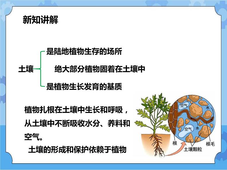 第四章第二节 土壤与植物（课件+教案+练习）03