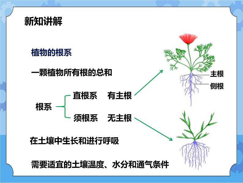 第四章第二节 土壤与植物（课件+教案+练习）04