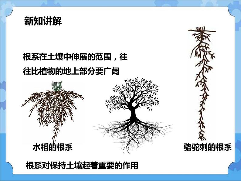 第四章第二节 土壤与植物（课件+教案+练习）05