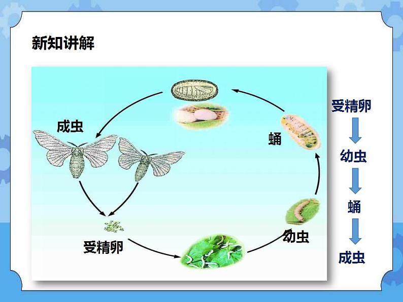 新华师七年级科学下册第六章第一节动物的生殖与发育第3课时 （课件）第6页