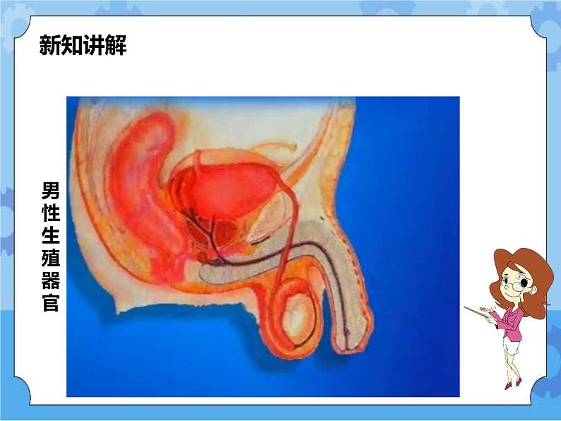 第六章第二节人的生殖与发育 第1课时（课件+教案+练习+视频）05