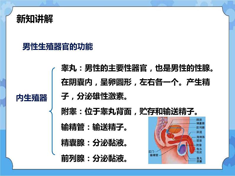 第六章第二节人的生殖与发育 第1课时（课件+教案+练习+视频）06