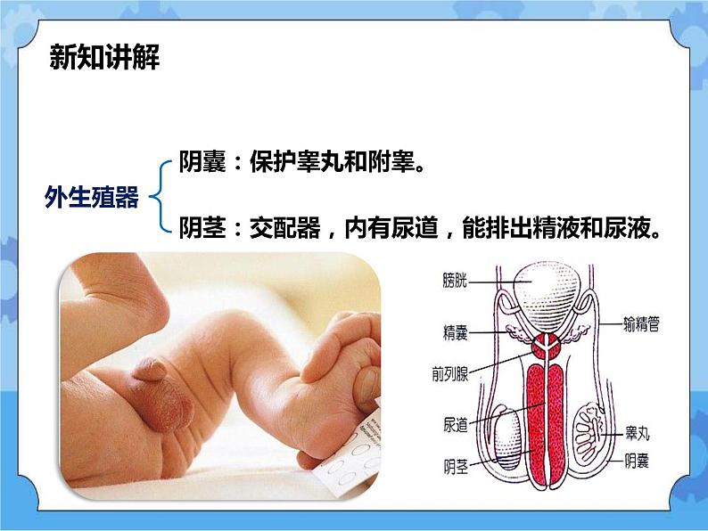 第六章第二节人的生殖与发育 第1课时（课件+教案+练习+视频）07