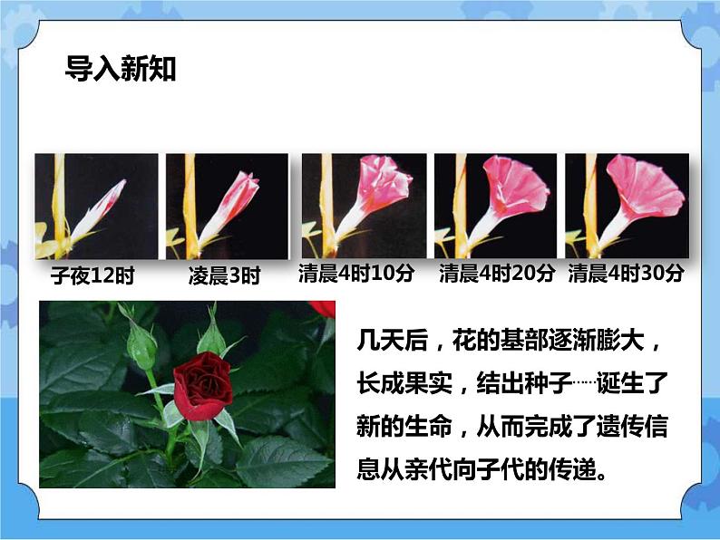 第七章第一节绿色开花植物的有性生殖和发育第1课时（课件+教案+练习+视频）02