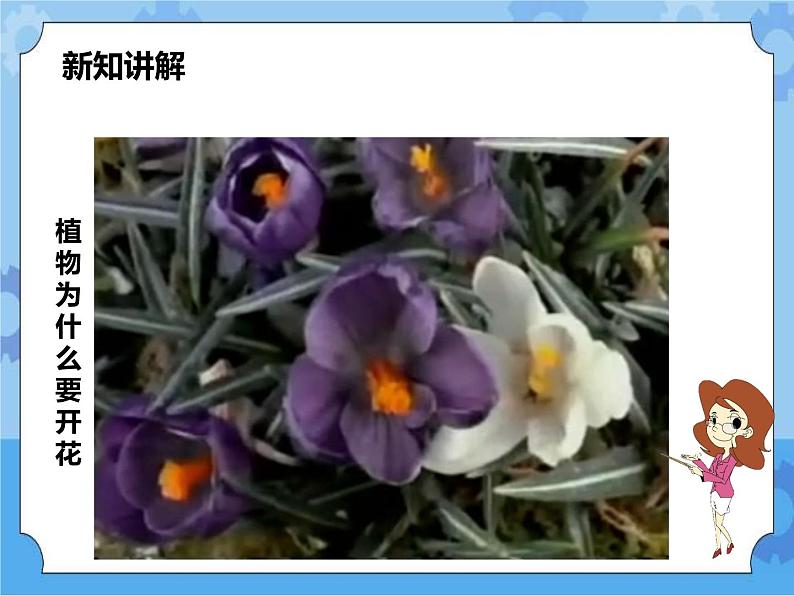 第七章第一节绿色开花植物的有性生殖和发育第1课时（课件+教案+练习+视频）03