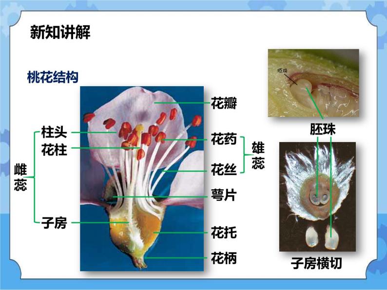 第七章第一节绿色开花植物的有性生殖和发育第1课时（课件+教案+练习+视频）06