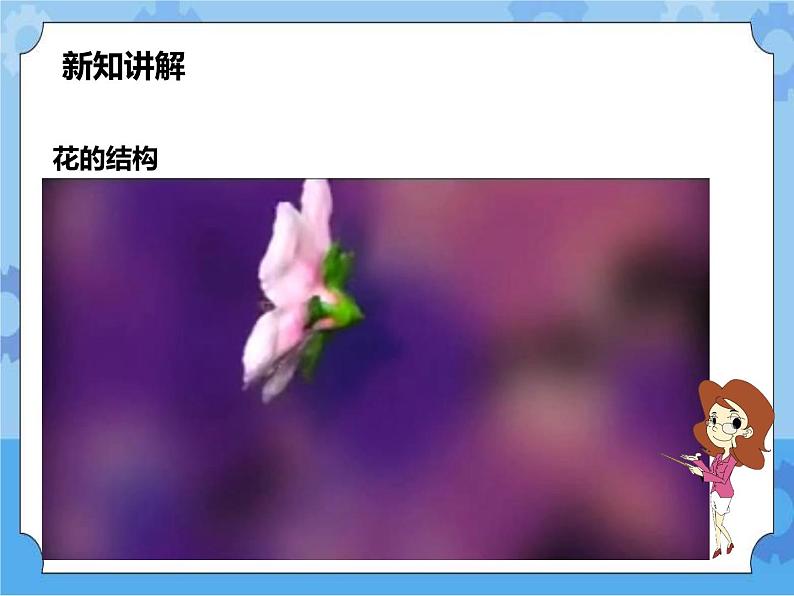 第七章第一节绿色开花植物的有性生殖和发育第1课时（课件+教案+练习+视频）07