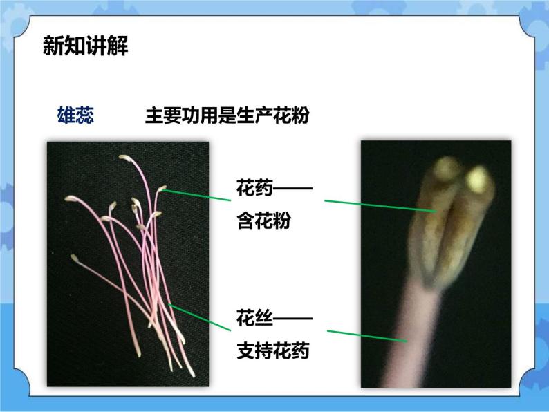 第七章第一节绿色开花植物的有性生殖和发育第1课时（课件+教案+练习+视频）08