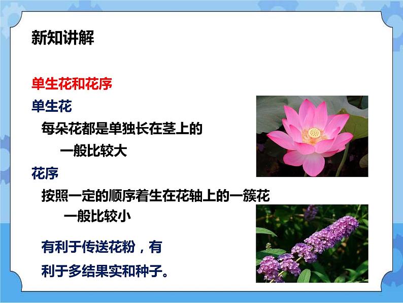 第七章第一节绿色开花植物的有性生殖和发育第2课时（课件+教案+练习+视频）03