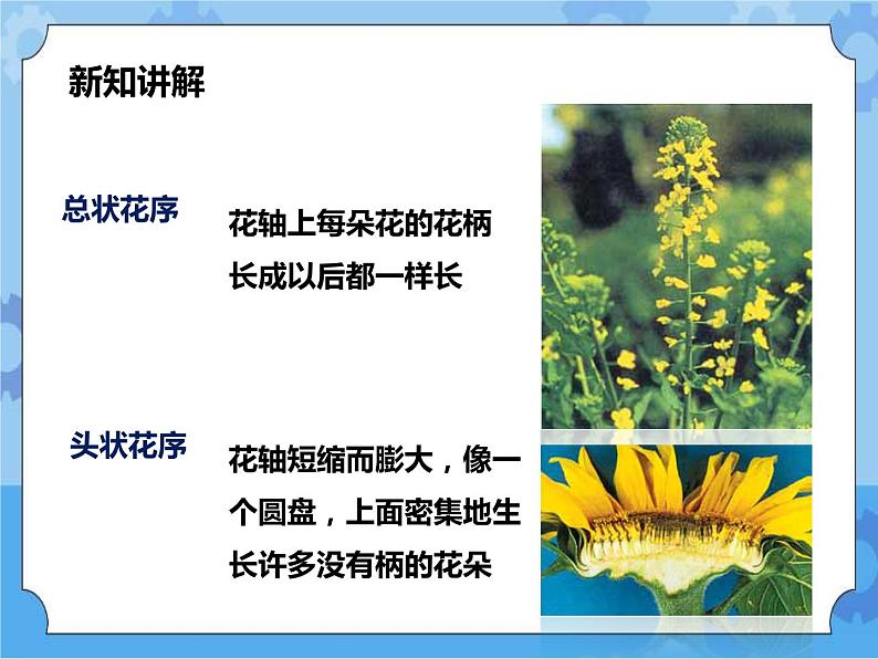 第七章第一节绿色开花植物的有性生殖和发育第2课时（课件+教案+练习+视频）05