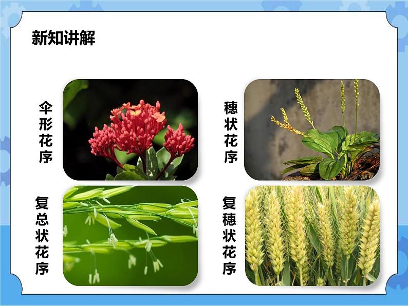 第七章第一节绿色开花植物的有性生殖和发育第2课时（课件+教案+练习+视频）06