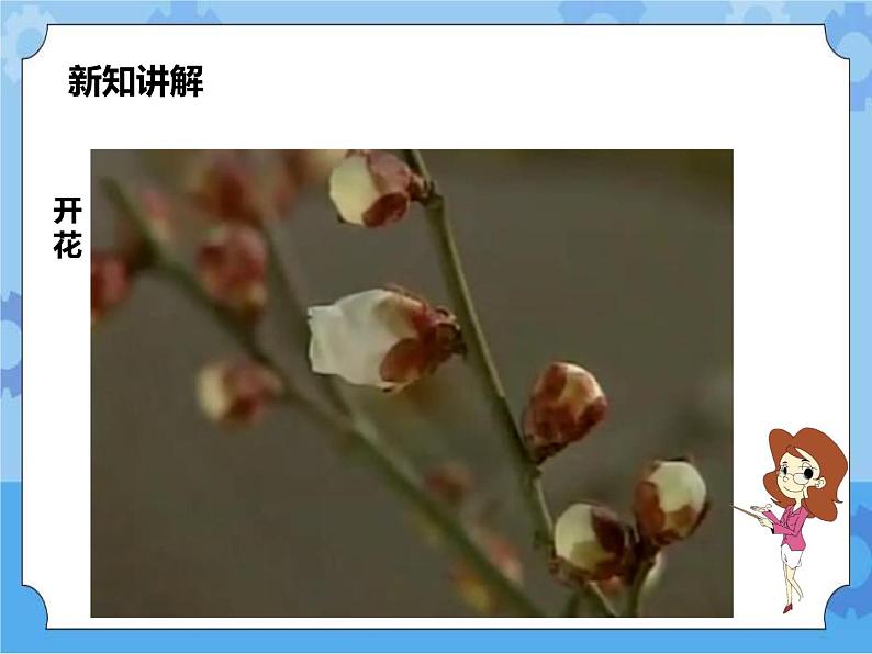 第七章第一节绿色开花植物的有性生殖和发育第2课时（课件+教案+练习+视频）08