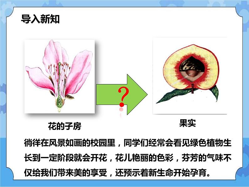 第七章第一节绿色开花植物的有性生殖和发育第3课时（课件+教案+练习+视频）02