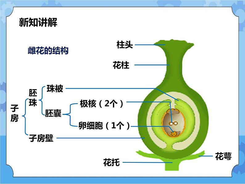 第七章第一节绿色开花植物的有性生殖和发育第3课时（课件+教案+练习+视频）03