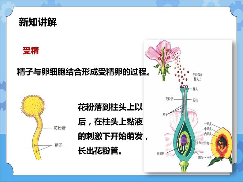 第七章第一节绿色开花植物的有性生殖和发育第3课时（课件+教案+练习+视频）05