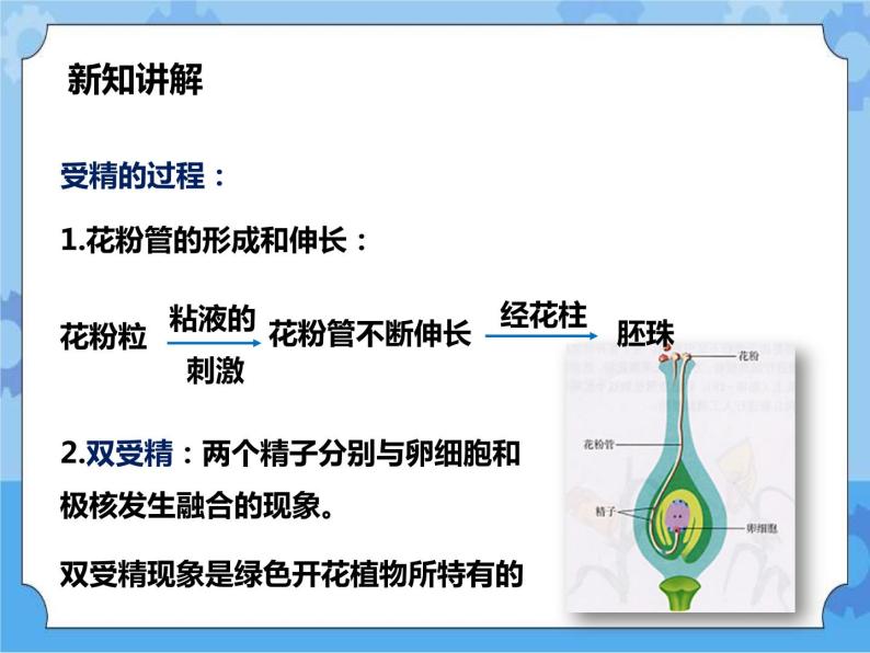 第七章第一节绿色开花植物的有性生殖和发育第3课时（课件+教案+练习+视频）07