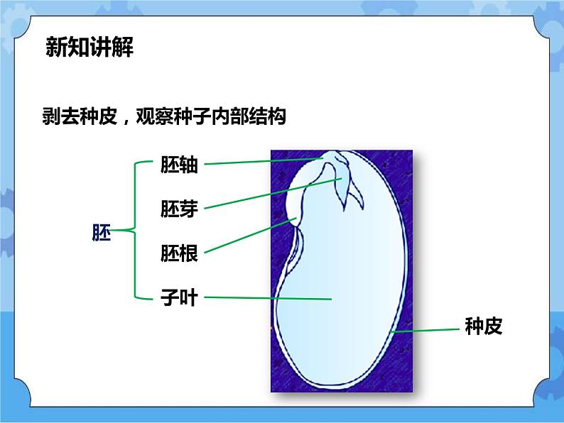 第七章第二节种子的萌发和幼苗形成 第1课时（课件+教案+练习+视频）07