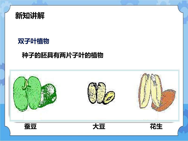 第七章第二节种子的萌发和幼苗形成 第1课时（课件+教案+练习+视频）08