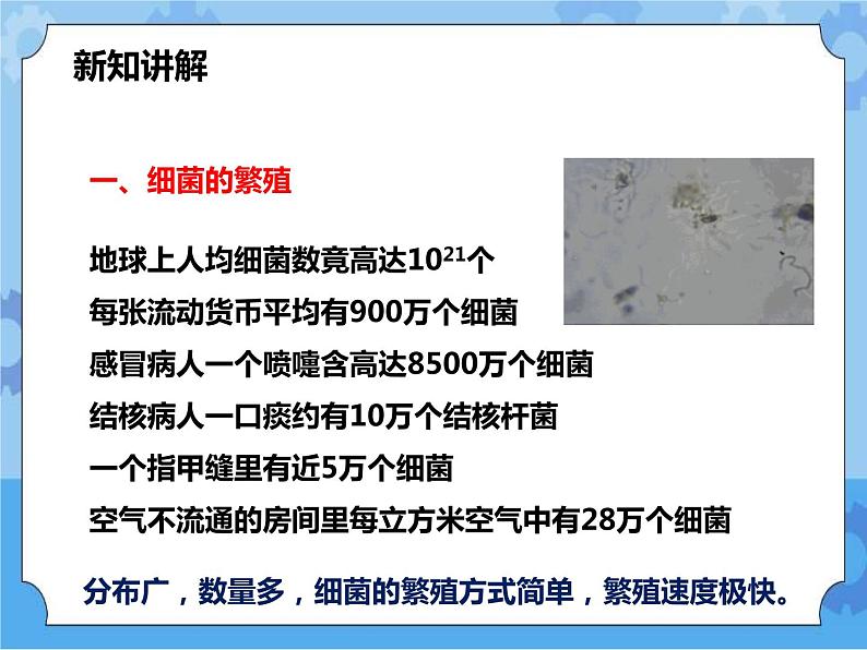 第七章第四节细菌和真菌的繁殖（课件+教案+练习+视频）03