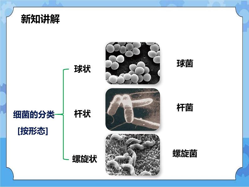 第七章第四节细菌和真菌的繁殖（课件+教案+练习+视频）04