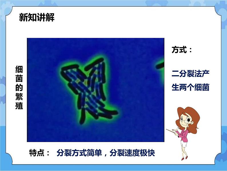 第七章第四节细菌和真菌的繁殖（课件+教案+练习+视频）06