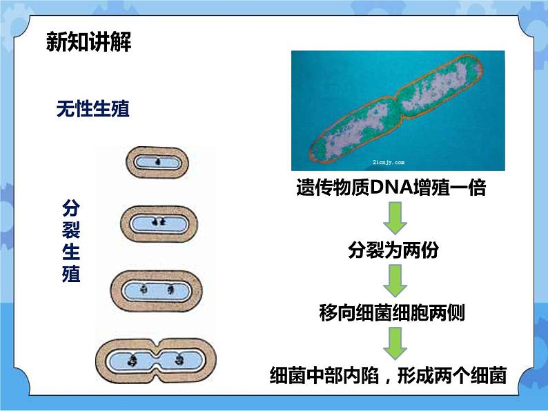 第七章第四节细菌和真菌的繁殖（课件+教案+练习+视频）07