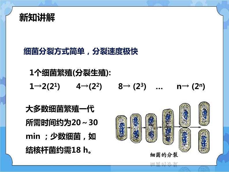 第七章第四节细菌和真菌的繁殖（课件+教案+练习+视频）08