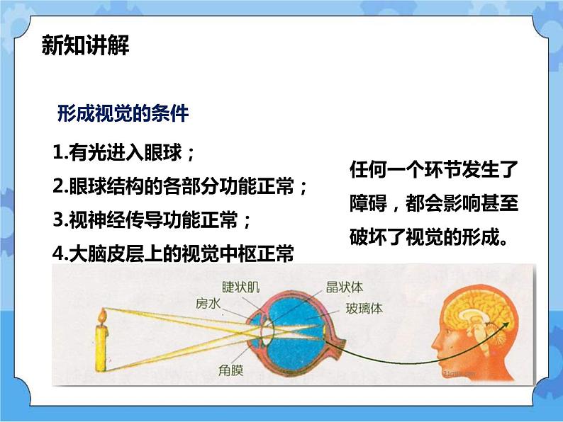 第3章第1节眼与视觉 第二课时（课件+教案+练习+视频）08
